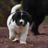 Chiot Landseer Faun et Combo z laderova
